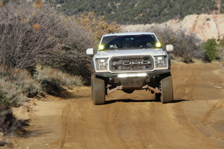 Steve-OldRaptor Large Small